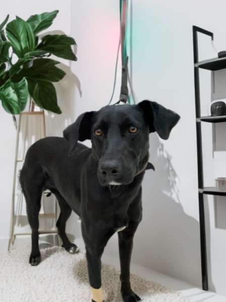 Собака нереальной красоты в Санкт-Петербурге фото 16