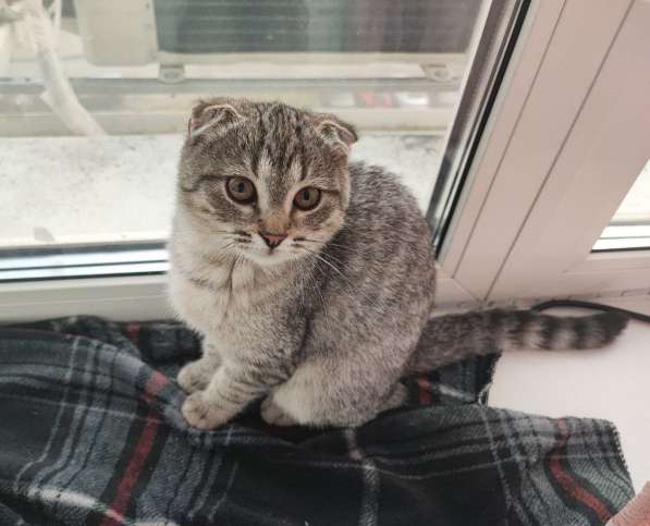 Котенок ухоженный тигровый вислоухий