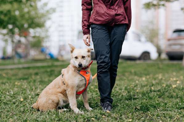 Собака Камилла ищет дом в Москве