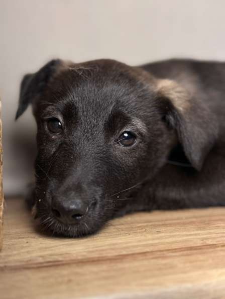 Щенки в Уфе фото 8