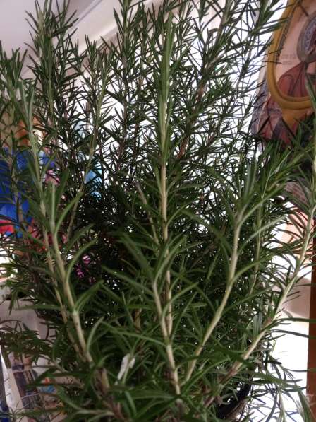 Розмарин продаю в Чебоксарах