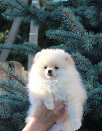 Белый пом в Санкт-Петербурге фото 4