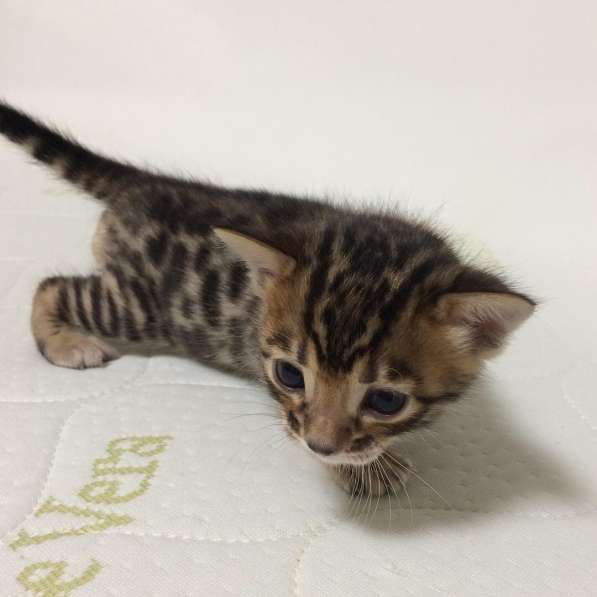 Бенгальские котята в фото 10