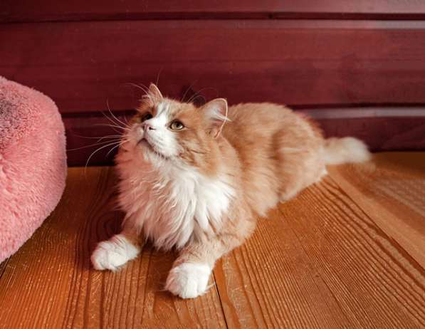Ласковое солнышко Персик, умнейший домашний котик в дар в Москве