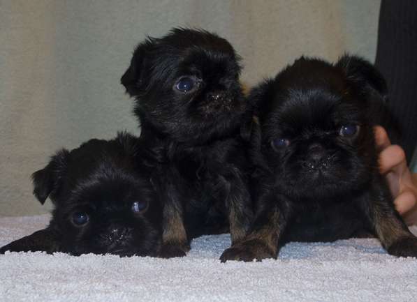 Великолепные щенки гриффона и пти-брабансона. Вязки в Москве фото 29