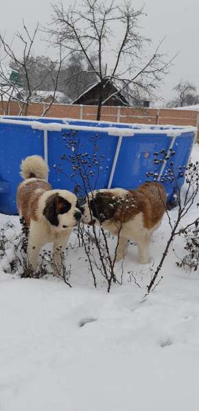 Щенки сенбернара в фото 10