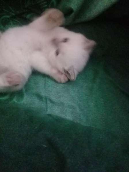 Шотландские котята в Санкт-Петербурге фото 13