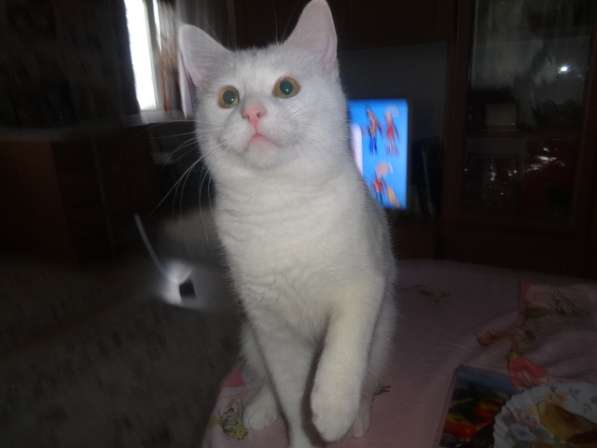 Необычный белый котик от као мани и рагамаффина в фото 3