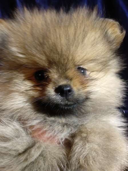 Щенки Померанский шпиц в фото 26