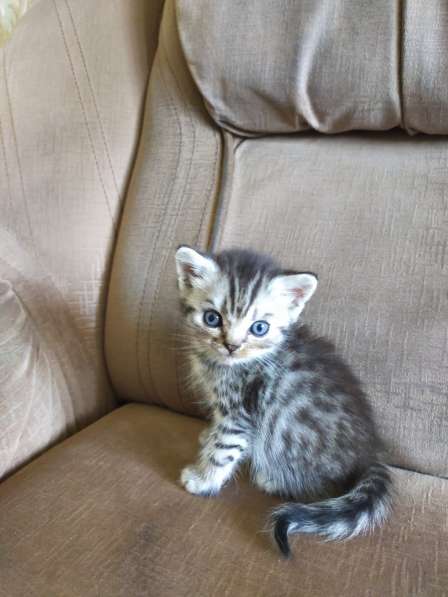 Шотландские котята в фото 28