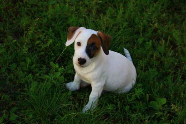 Джеки в Москве фото 4