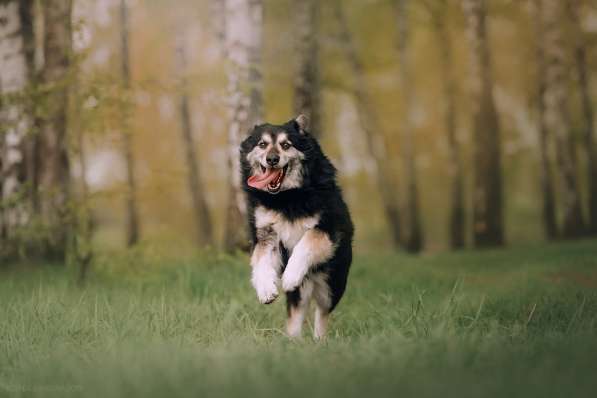 Пушистая весёлая Дакота ищет семью в Москве фото 27