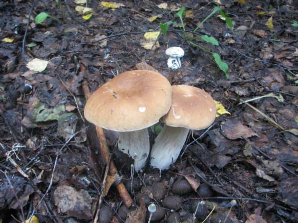 Свежие белые грибы, молодые подосиновики и подберезовики в Ярославле фото 3