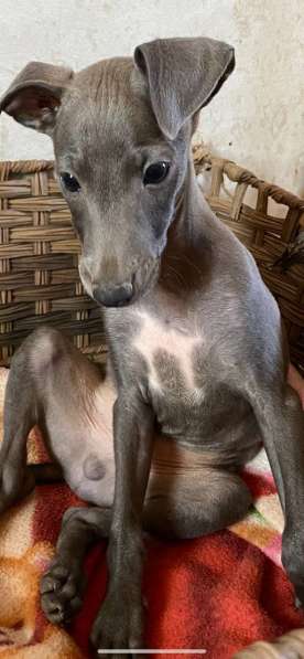Italian greyhounds Blue Boy 3 months AKC registration, veter в фото 3