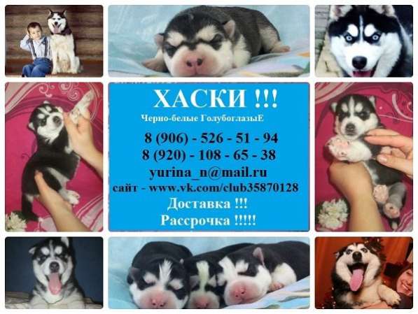Щеночки Голубоглазые. Черно-белые. Хаски