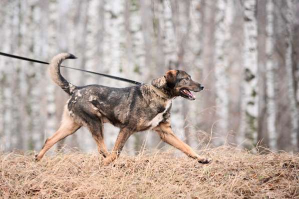 Надёжный Друг Курт ищет семью в Москве фото 55