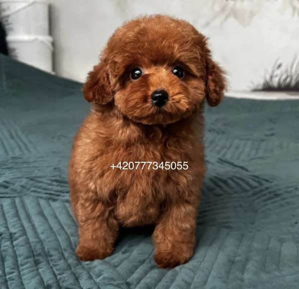 Toy poodle red brown в фото 5