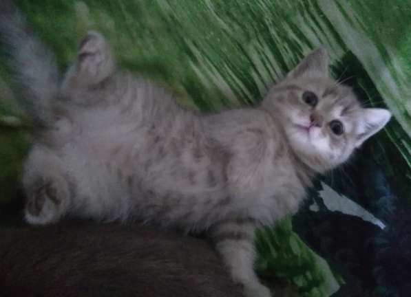 Котята британские в Новокузнецке фото 7
