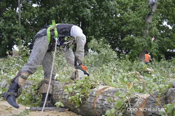удаление опасных аварийных деревьев - кронирование - санитар в Москве фото 19