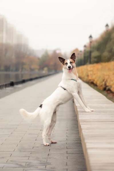 Тунис в поисках любящей семьи в Москве фото 17