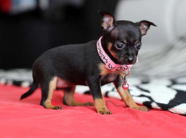 Щенки Русского той -терьера в Новосибирске фото 17