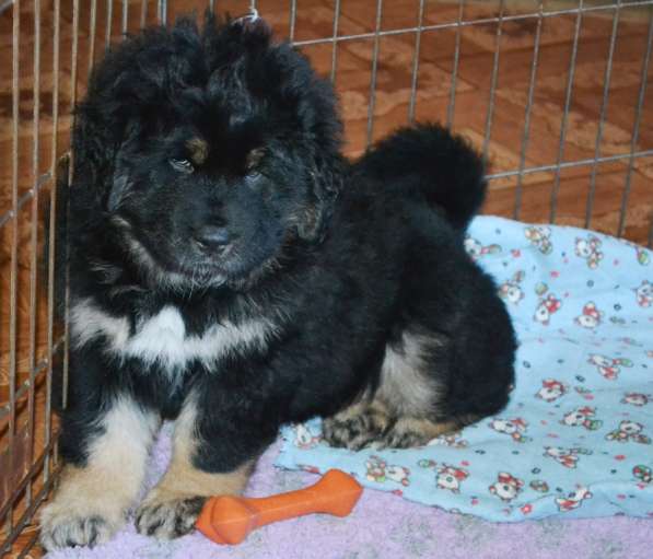 Тибетский мастиф - лучший страж на территории в Москве фото 26