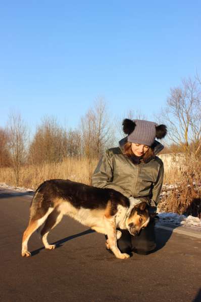 Собака в добрые руки, 2 года в Москве фото 5