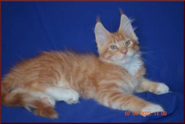 Роскошный черный котик мейн-кун из питомника в Астрахани фото 55