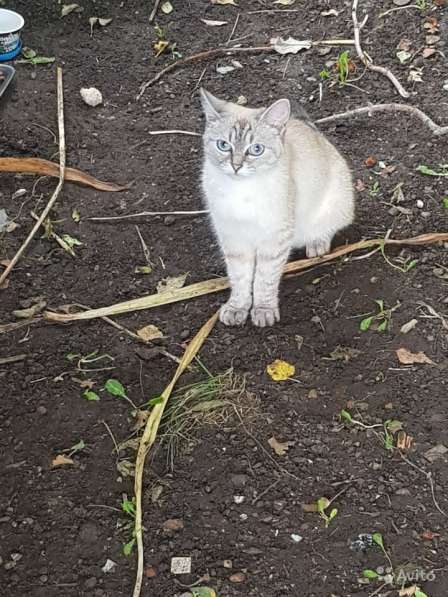 Кошка голубоглазая в Набережных Челнах