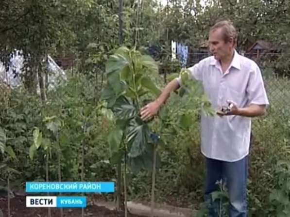 Шелковица Хартут белая и черная привиты на одно дерево в Ростове-на-Дону