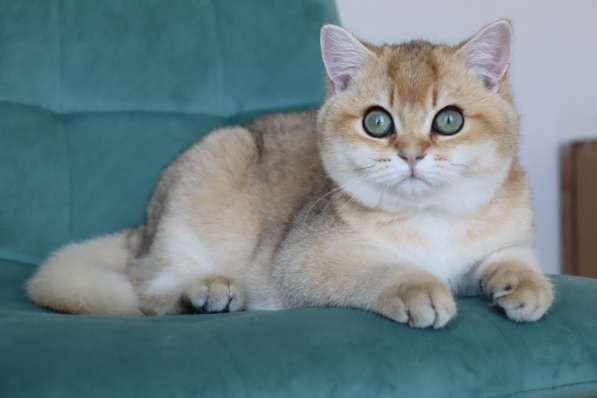 Золотой британский котенок. Мальчик в Москве фото 3