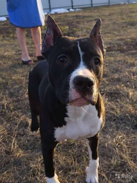 Для ценителей Амстаффтерьера РКФ в Пензе фото 15