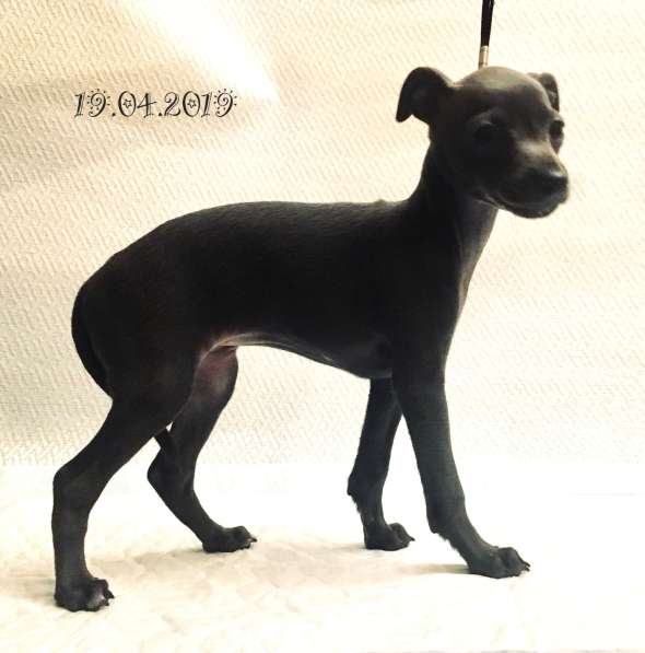 Piccolo levriero italiano в Москве фото 3