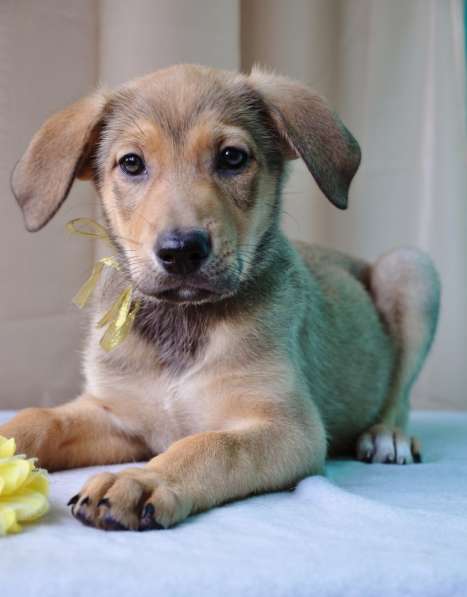 Великолепная Четверка в дар в Москве фото 51