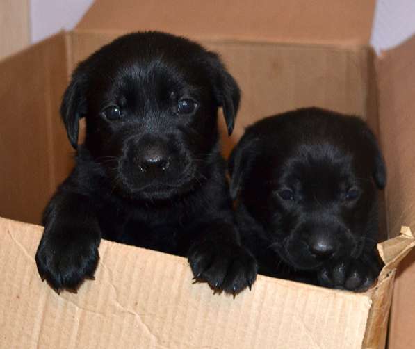 Чистопородные щенки лабрадора