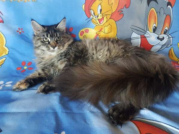 Девочки мейн-кун из питомника в Екатеринбурге фото 15