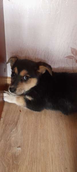 Отдам собачек в Краснокамске