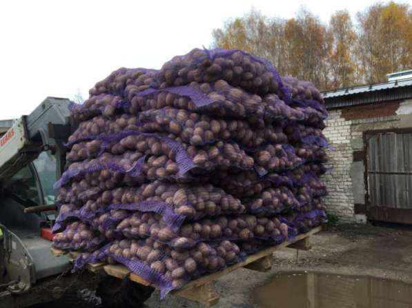 Картофель оптом от производителя в Казани