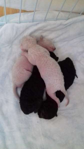 Кудрявые котята Корниш рекс в Санкт-Петербурге фото 5