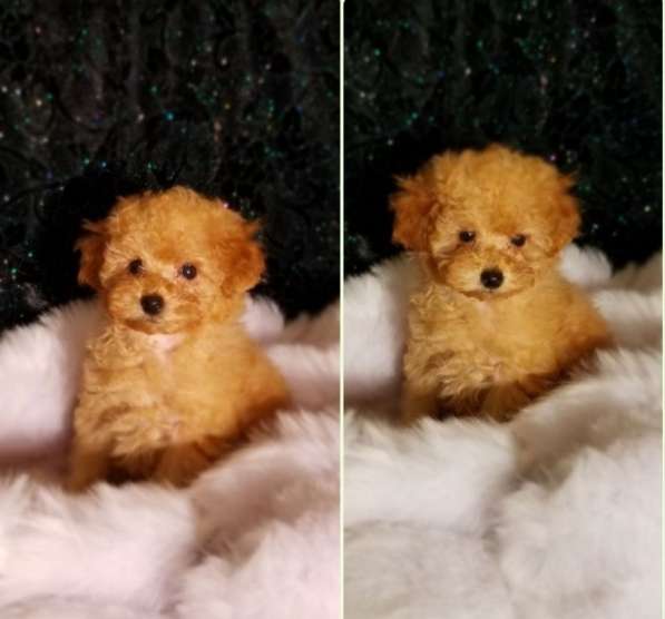 Toy poodle. Apricot. Boy and girl в 