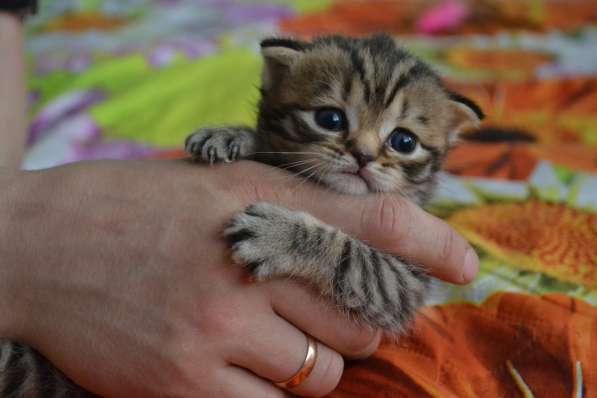 Шотландская вислоухая кошечка в фото 15