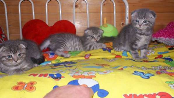 Шалуны в Москве