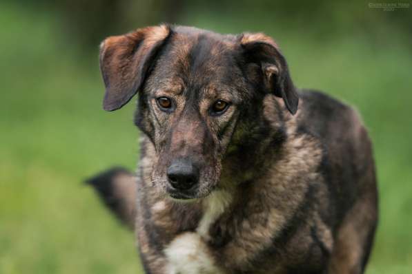 Надёжный Друг Курт ищет семью в Москве фото 32