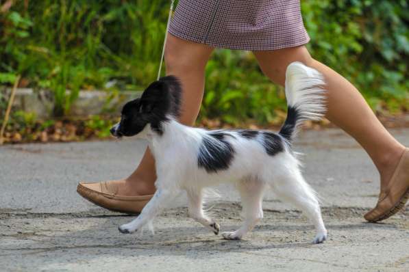Продается щенок папийона в Краснотурьинске фото 5