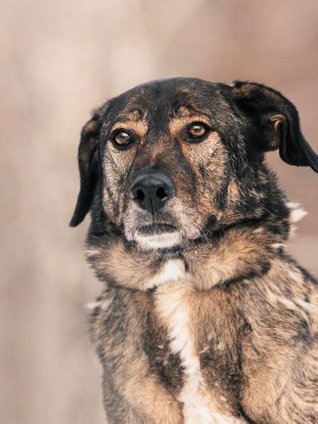Надёжный Друг Курт ищет семью в Москве фото 28