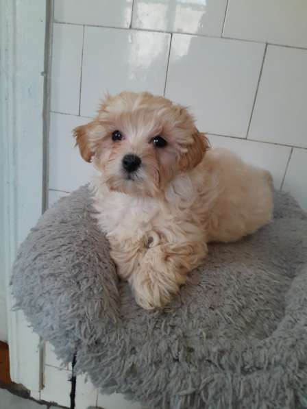 Maltipoo F - 1. Boy в
