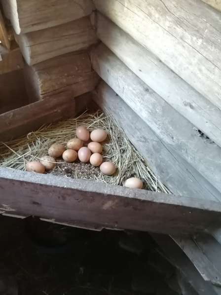 Домашние яйца с доставкой на дом в Самаре фото 4