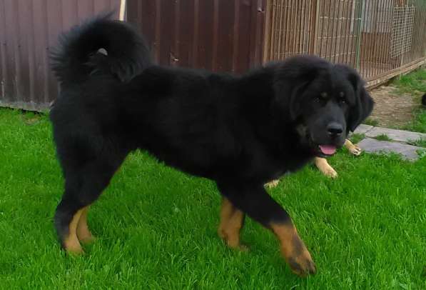 Тибетский мастиф - лучший страж на территории в Москве фото 171