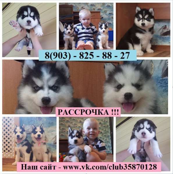 Щеночки хаски