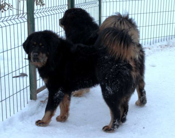 Тибетский мастиф - лучший страж на территории в Москве фото 148